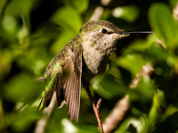 Anna's Hummingbird