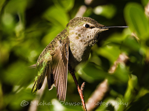 Anna's Hummingbird