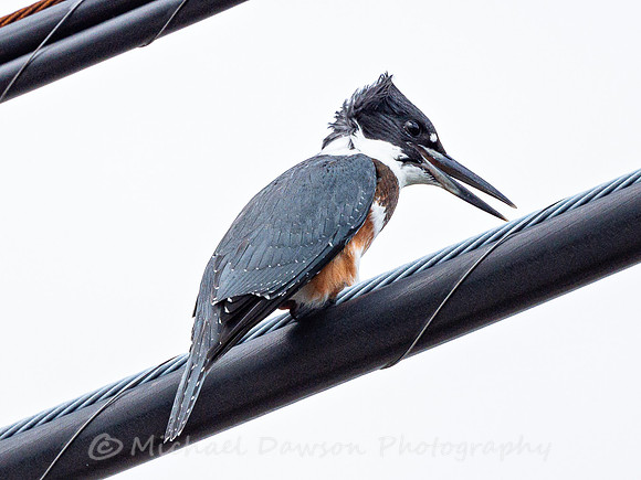 Belted Kingfisher
