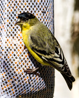 Lesser Goldfinch (male)