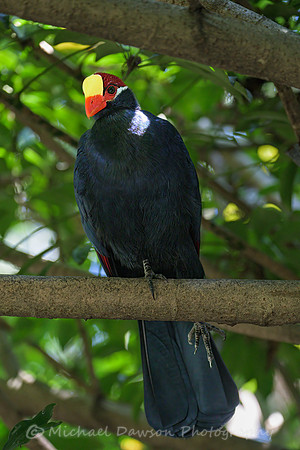 Violet Turaco