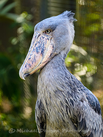 Shoebill Stork