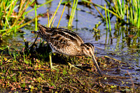 Wilson's Snipe