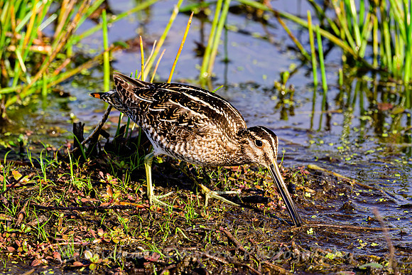 Wilson's Snipe
