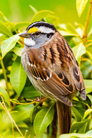 White-throated Sparrow