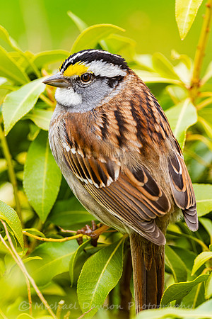 White-throated Sparrow