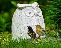 Baltimore Oriole and Fledgling