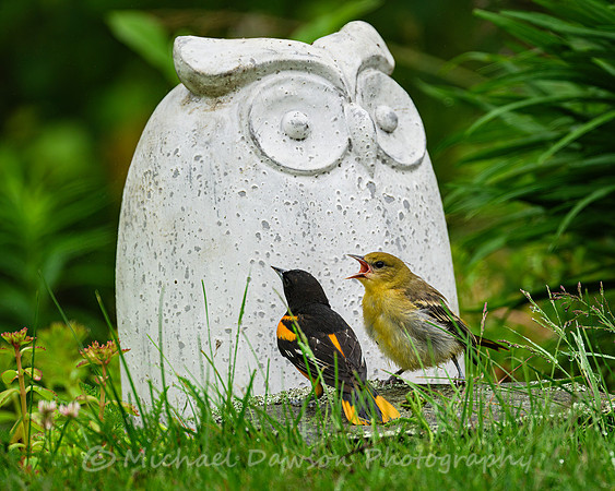 Baltimore Oriole and Fledgling