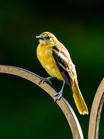 Baltimore Oriole (female)