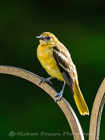 Baltimore Oriole (female)