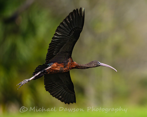 Glossy Ibis