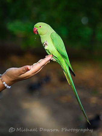 Rose-ringed Parakeet