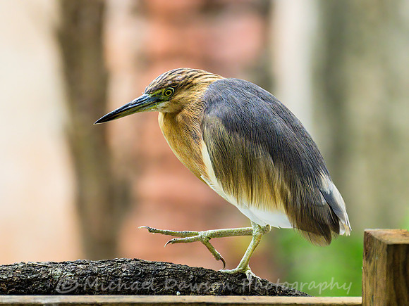 Javan Pond Heron