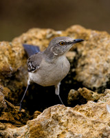 Northern Mockingbird
