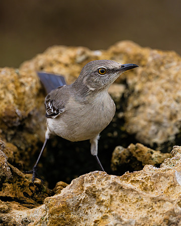 Northern Mockingbird