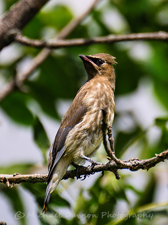 Cedar Waxwing (juvenile)