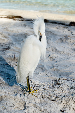 Snowy Egret
