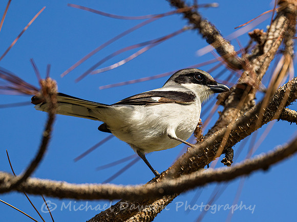 Loggerhead Shrike