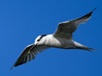 Sandwich Tern