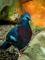 Victoria Crowned Pigeon