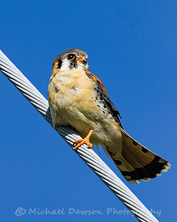 American Kestrel (male)