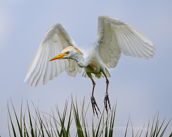 Cattle Egret