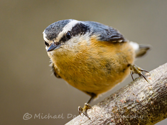 Red-breasted Nuthatch