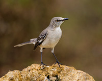 Northern Mockingbird