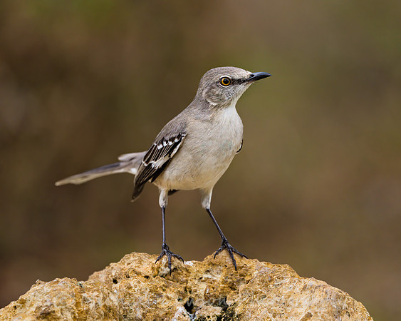 Northern Mockingbird