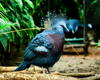 Victoria Crowned Pigeon