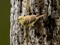 Pine Warbler