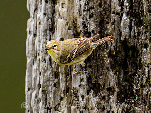 Pine Warbler