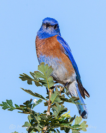 Western Bluebird (male)