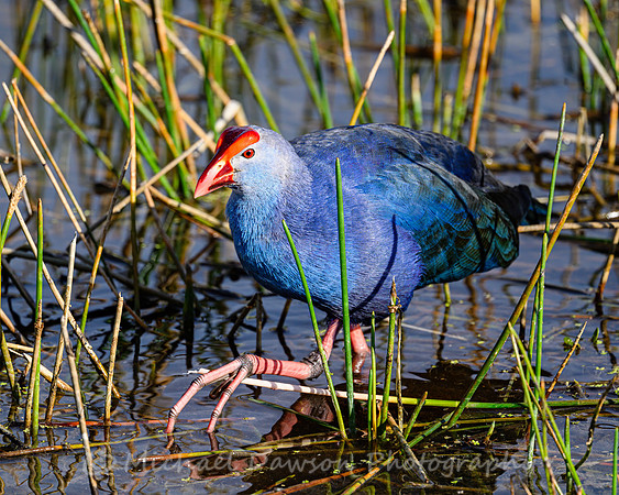 Grey-headed Swamphen