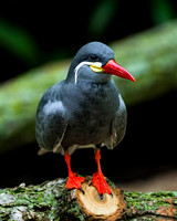 Inca Tern