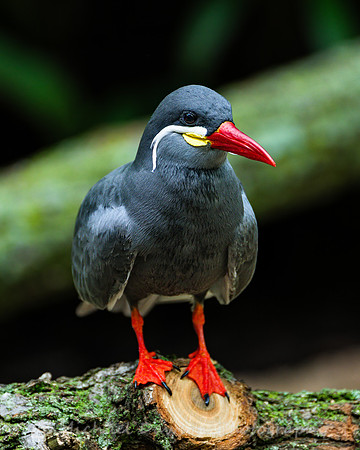 Inca Tern