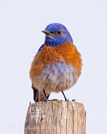 Western Bluebird (male)