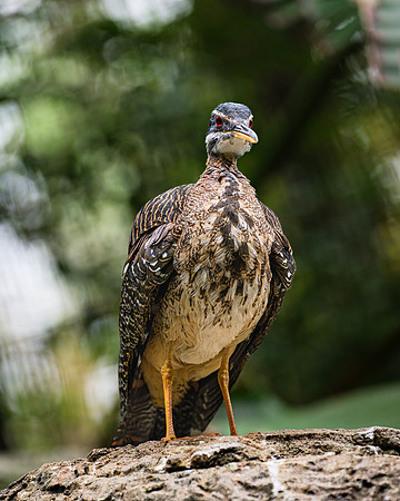 Sunbittern