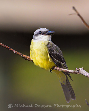 Tropical Kingbird
