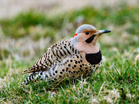 Northern Flicker (Yellow Shafted male)