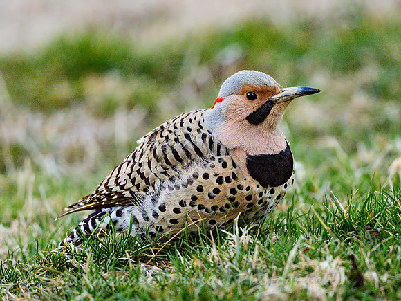 Northern Flicker (Yellow Shafted male)
