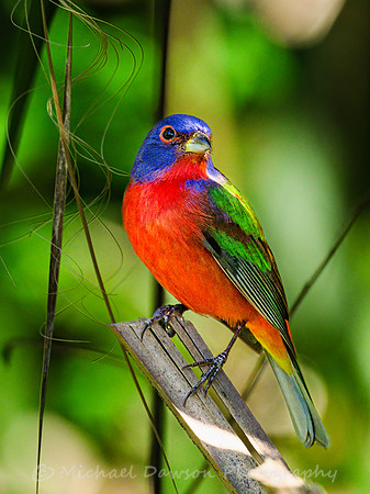 Painted Bunting (male)
