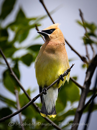 Cedar Waxwing