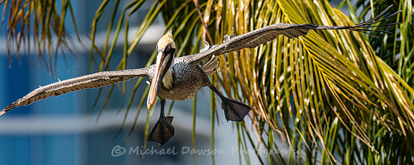 Brown Pelican