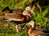 Black-bellied Whistling Ducks