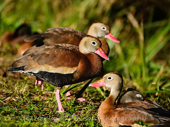 Black-bellied Whistling Ducks