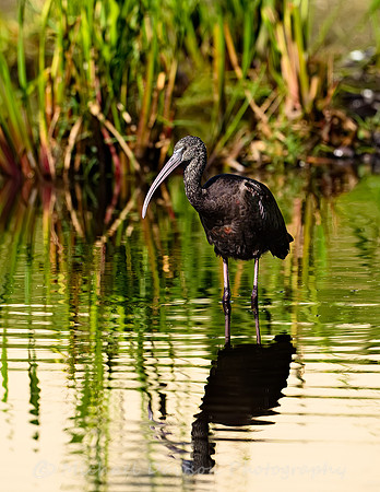 Glossy Ibis