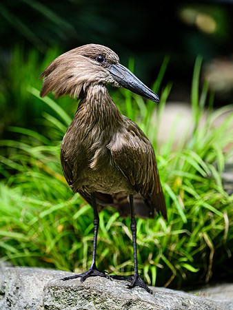 Hamerkop