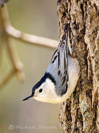 White-breasted Nuthatch