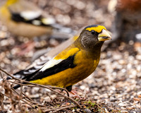 Evening Grosbeak (male)